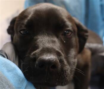 Mixed Breed Dogs Available for Adoption - DAFFY | PetCurious