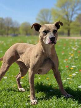Pit Bull Terrier Dogs Available for Adoption - Presley 26/132 | PetCurious