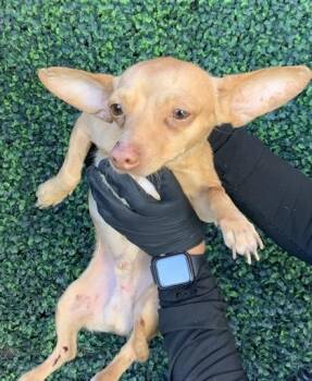 Chihuahua and Mixed Breed Dogs Available for Adoption in El Paso, Texas - 60882946 | PetCurious