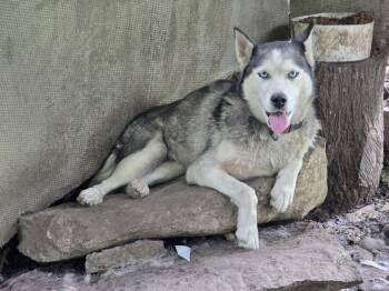 Scarlet -  Husky Dog for Adoption in Zuni, Virginia - Scarlet | PetCurious