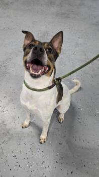 Lilly -  Cattle Dog Dog Available for Adoption in Azalea Park, Florida - Lilly | PetCurious
