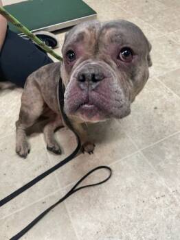 Rescue Mixed Breed Dogs for Adoption in Cincinnati, Ohio - Sarah Sanderson | PetCurious