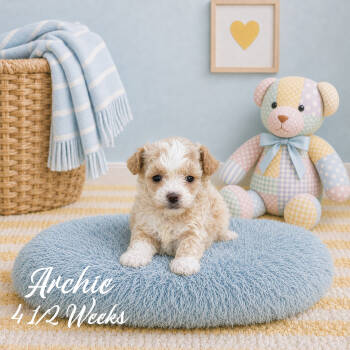 Archie -  Malti Poo and Maltipoo Dog for Sale in Franklin, Kentucky - Archie | PetCurious