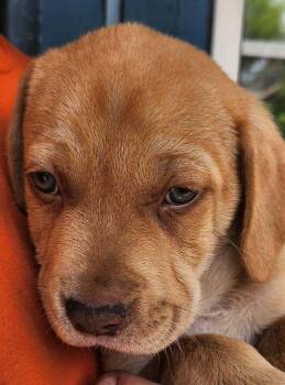 Big Boy -  Basset Hound and Terrier Dog for Adoption in St. Augustine, Florida - Big Boy | PetCurious