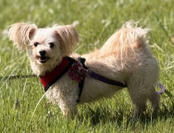 Papillon Dogs Available for Adoption in Portland, Oregon - Emily | PetCurious