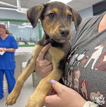 Shepherd and Labrador Retriever Dogs Available for Adoption in Washington, District Of Columbia - Azra | PetCurious