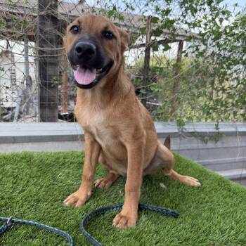 Taffy -  Black Mouth Cur Dog for Adoption in Harlingen, Texas - Taffy | PetCurious