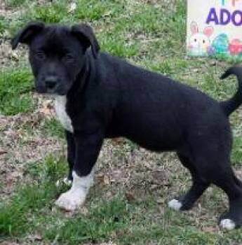 Mixed Breed Dogs Available for Adoption in West Chester, Pennsylvania - Catalina | PetCurious