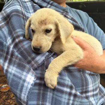 Amias -  Great Pyrenees Dog for Adoption in Sequatchie, Tennessee - Amias | PetCurious