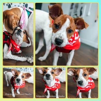 HARDY -  Mixed Breed Dog for Adoption in Buckhannon, West Virginia - HARDY | PetCurious