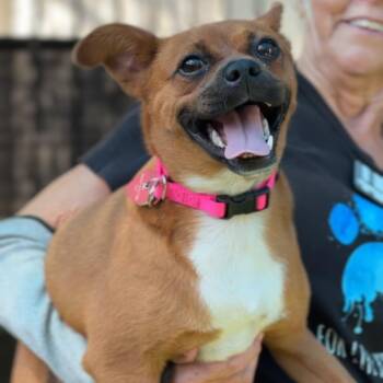 Hazel A2256176 -  Chihuahua Dog for Adoption in Los Angeles, California - Hazel A2256176 | PetCurious