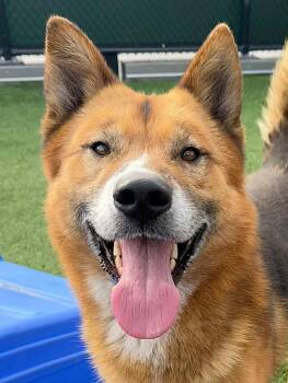 Jindo Dogs Available for Adoption - Sully | PetCurious