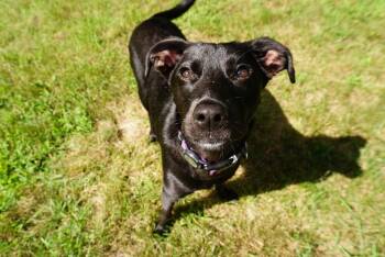 Cinder -  Labrador Retriever and Terrier Dog for Adoption in Simsbury, Connecticut - Cinder | PetCurious