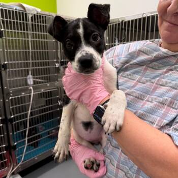 Pit Bull Terrier and Mixed Breed Dogs Available for Adoption in Austin, Texas - Leap Frog | PetCurious