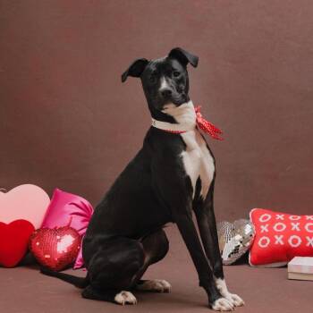 Terrier Dogs Available for Adoption - Georgia | PetCurious