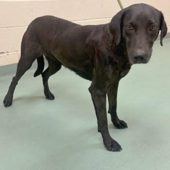 Latte -  Mixed Breed Dog for Adoption in Memphis, Tennessee - Latte | PetCurious