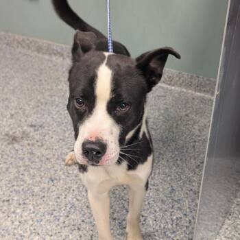 Border Collie Dogs Available for Adoption in Greenville, South Carolina - Nebula | PetCurious