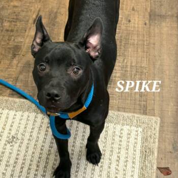 SPIKE -  Mixed Breed Dog for Adoption in Bowling Green, Ohio - SPIKE | PetCurious