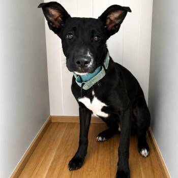 Mia -  Labrador Retriever Dog for Adoption in Baldwin, Maryland - Mia | PetCurious