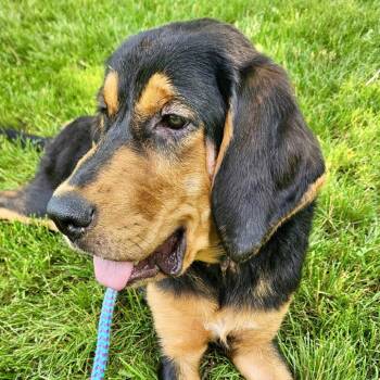 Willow -  Hound and Mixed Breed Dog for Adoption in Metamora, Michigan - Willow | PetCurious
