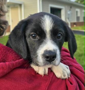 Collie Dogs Available for Adoption in Bedford, Virginia - Patsy | PetCurious