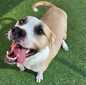 Smart -  Mixed Breed and Pit Bull Terrier Dog for Adoption in Austin, Texas - Smart | PetCurious