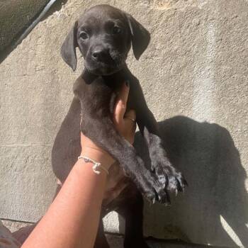 Odie -  Pit Bull Terrier and Labrador Retriever Dog for Adoption in Salem, West Virginia - Odie | PetCurious