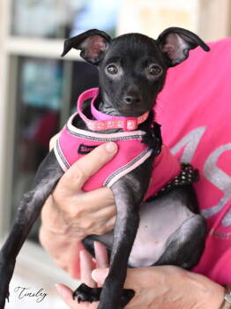 Rescue Chihuahua Dogs for Adoption in Montgomery, Texas - Tinsley | PetCurious