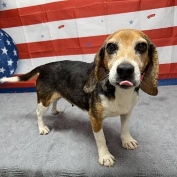 Lilith -  Beagle Dog for Adoption in Urbana, Ohio - Lilith | PetCurious
