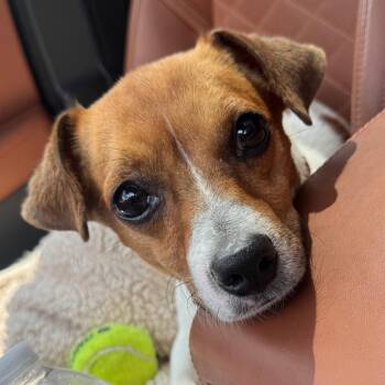 Preston -  Terrier Dog for Adoption in Austell, Georgia - Preston | PetCurious