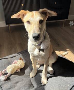 Izzy -  Australian Cattle Dog Blue Heeler Dog for Adoption in Denver, Colorado - Izzy | PetCurious