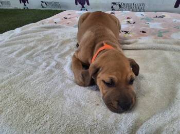 NEIMAN MARCUS -  Great Dane and Redbone Coonhound Dog for Adoption in Orlando, Florida - NEIMAN MARCUS | PetCurious