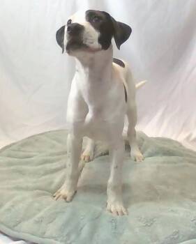 Piglet -  Mixed Breed Dog for Adoption in Georgetown, South Carolina - Piglet | PetCurious