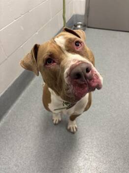 PRINCE -  Pit Bull Terrier Dog for Adoption in Indianapolis, Indiana - PRINCE | PetCurious