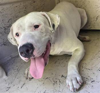 Rescue Pit Bull Terrier and Mixed Breed Dogs for Adoption in Indianapolis, Indiana - LUNA | PetCurious