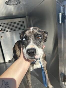 Rescue Terrier and Mixed Breed Dogs for Adoption in Fort Worth, Texas - 59592462 | PetCurious