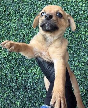 Mixed Breed Dogs Available for Adoption - 60633631 | PetCurious