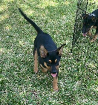 Kisses -  German Shepherd Dog Dog for Adoption in Garland, Texas - Kisses | PetCurious