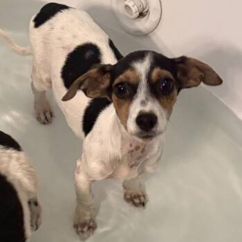 Blair -  Jack Russell Terrier Dog for Adoption in Hinesville, Georgia - Blair | PetCurious