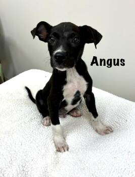 Angus -  Labrador Retriever and Terrier Dog for Adoption in Carmel Hamlet, New York - Angus | PetCurious