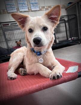 Golden Retriever Dogs Available for Adoption - Butterscotch | PetCurious