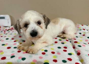 Shih Tzu Dogs Available for Adoption in Cranston, Rhode Island - Allan In TX | PetCurious