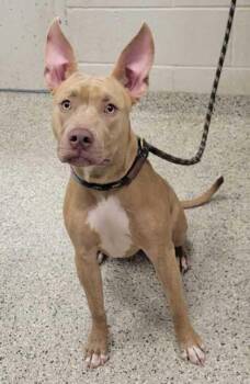Babs -  Pit Bull Terrier and Mixed Breed Dog for Adoption in Kansas City, Missouri - Babs | PetCurious