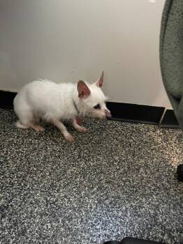 Mixed Breed Dogs Available for Adoption - George | PetCurious