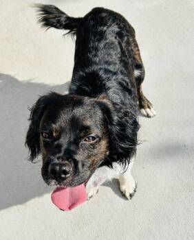 Orville -  Cocker Spaniel Dog for Adoption in Fort Worth, Texas - Orville | PetCurious