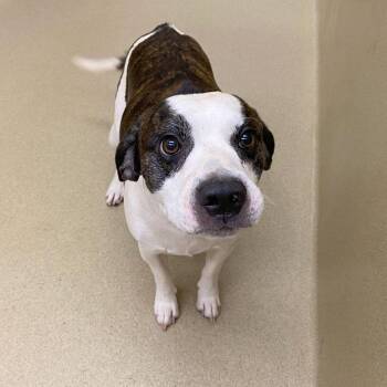 Cesar -  Beagle and Mixed Breed Dog for Adoption in Monroe, Georgia - Cesar | PetCurious