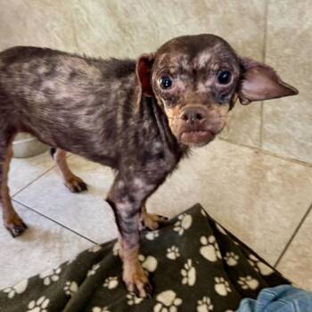 Monkey -  Rat Terrier Dog for Adoption in Larkfield-wikiup, California - Monkey | PetCurious