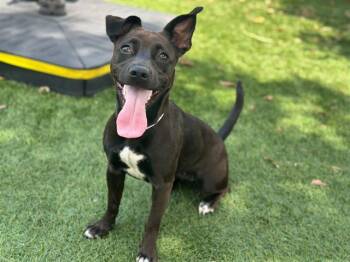 BETTY -  Chihuahua and Mixed Breed Dog for Adoption in Santa Clara, California - BETTY | PetCurious