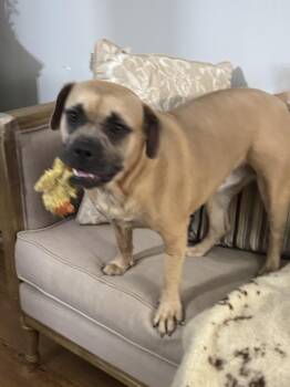 Boxer Dogs Available for Adoption - Hunni | PetCurious