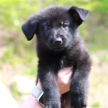 Shepherd and Mixed Breed Dogs Available for Adoption in Stormville, New York - CT Zion Avail May 16 (Tractor Supply- Putnam, CT) | PetCurious
